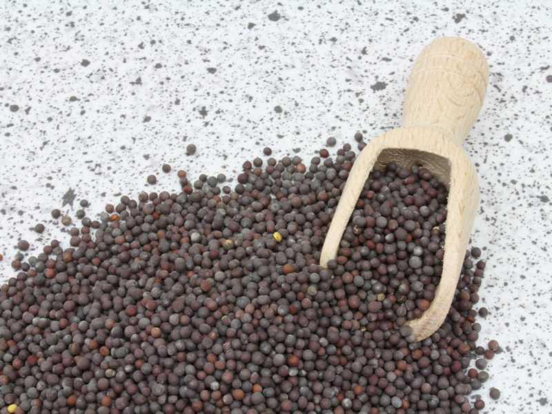 Luomu Sinappihaarnukka tumma kokonaan 25kg